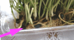 126.gif