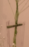 25.gif