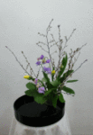 257.gif