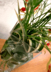 26.gif