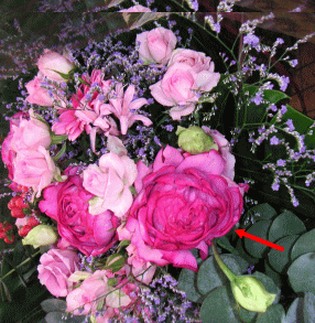 薔薇イブピアッチェの花束とバラ物語 毎日が楽しくなる 花の豆知識大辞典
