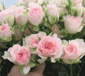 バラ ファンシーローラ 画像 毎日が楽しくなる 花の豆知識大辞典