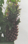 6395.gif