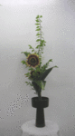 6407.gif