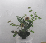 6551.gif